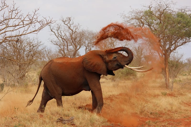Elephants in Africa